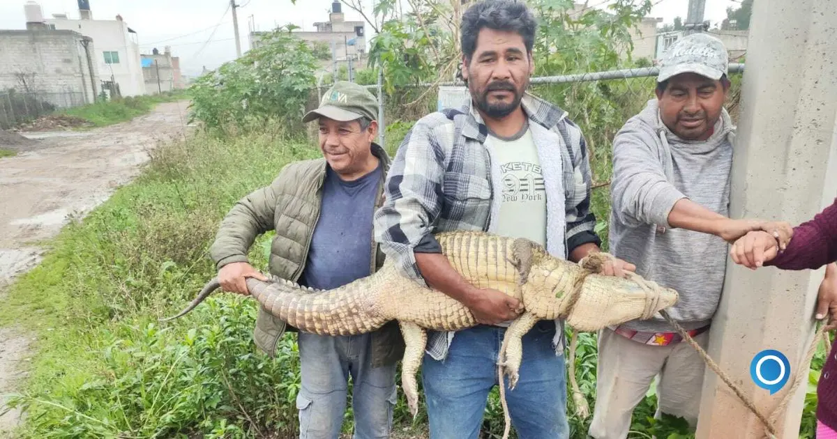 Capturan cocodrilo en calles de Cuautitlán Izcalli   Orus Media