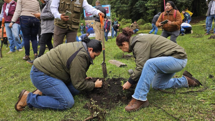 Inició reforestación en Edomex con 2 mil árboles en Jilotzingo ...