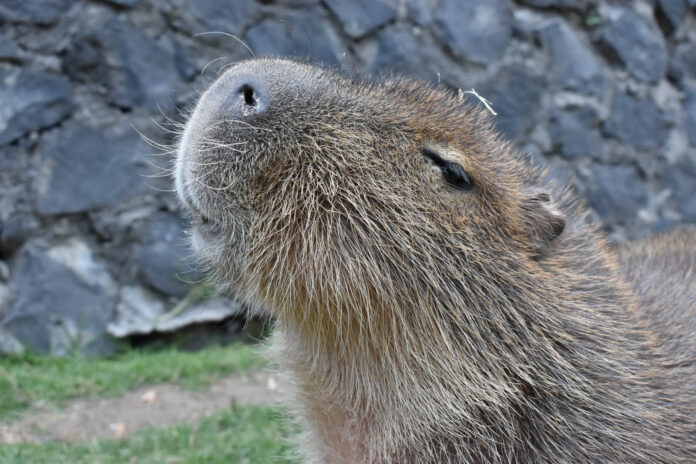 Ofrece Zacango convivencia con capibaras este fin de semana ...