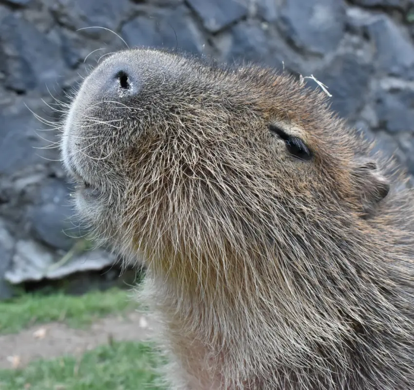 Ofrece Zacango convivencia con capibaras este fin de semana