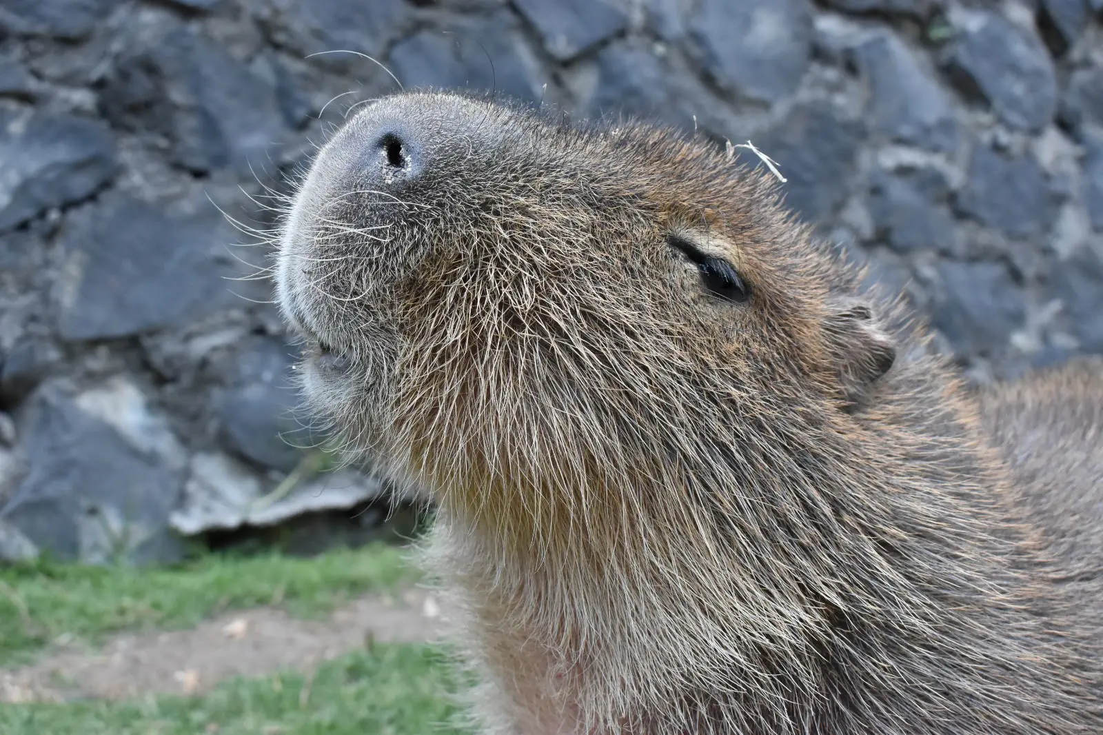 Ofrece Zacango convivencia con capibaras este fin de semana