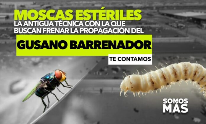 Moscas estériles; la antigua técnica con la que buscan frenar la ...