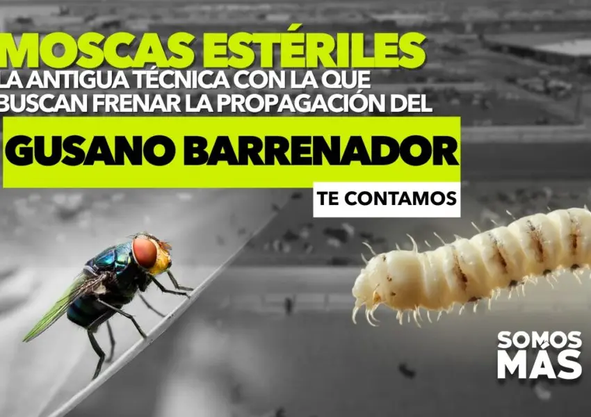 Presentaron reforma para frenar la plaga del gusano barrenador