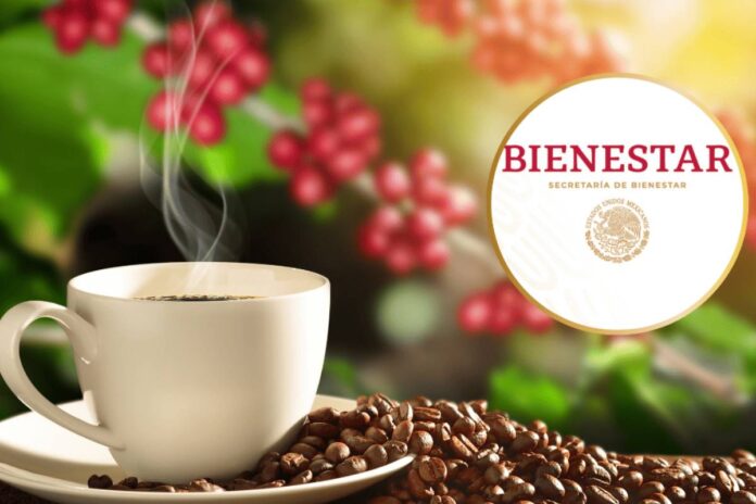 Café del Bienestar: sabor mexicano a precio justo - INFOPODER