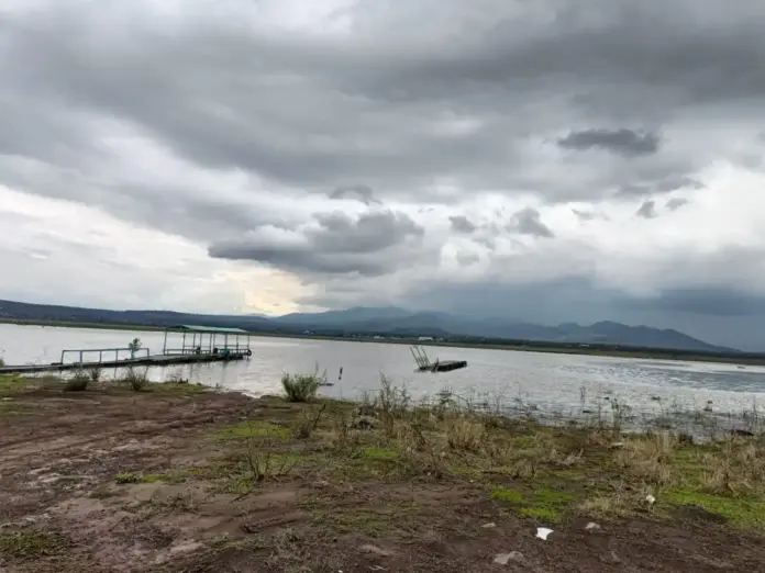 Incremento de lirio en Presa de La Estancia impide la pesca ...