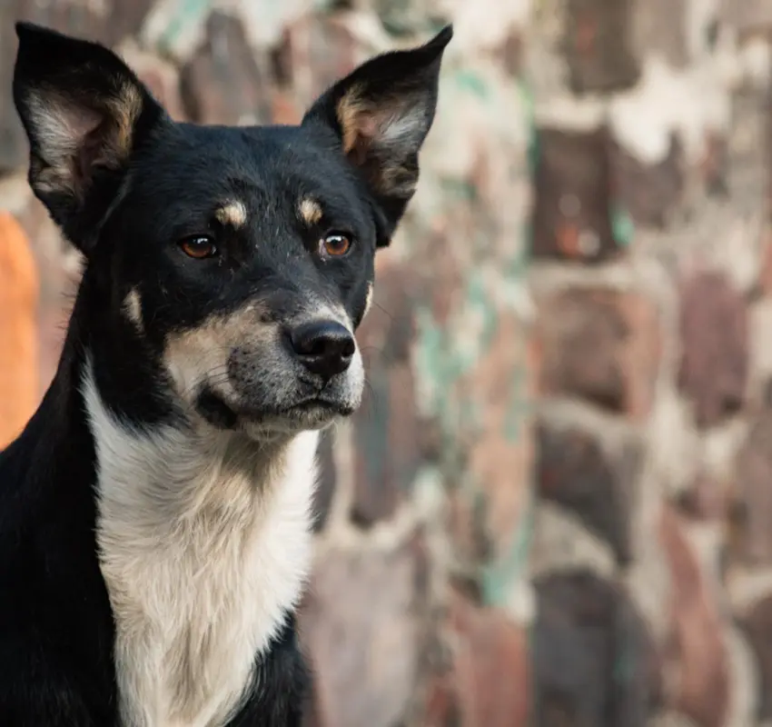 Impulsa Congreso mexiquense cuidado y bienestar animal
