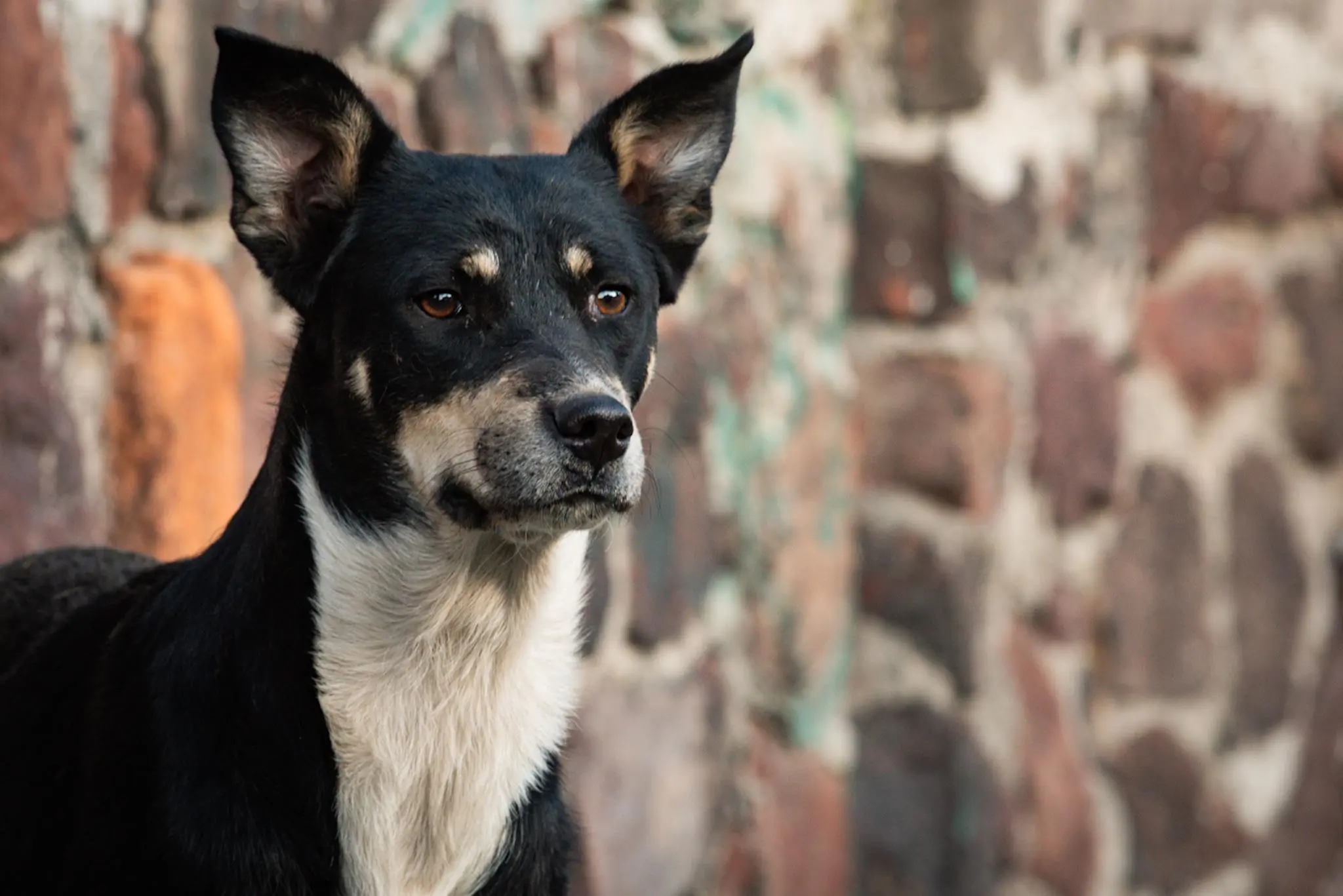 Impulsa Congreso mexiquense cuidado y bienestar animal  Péndulo