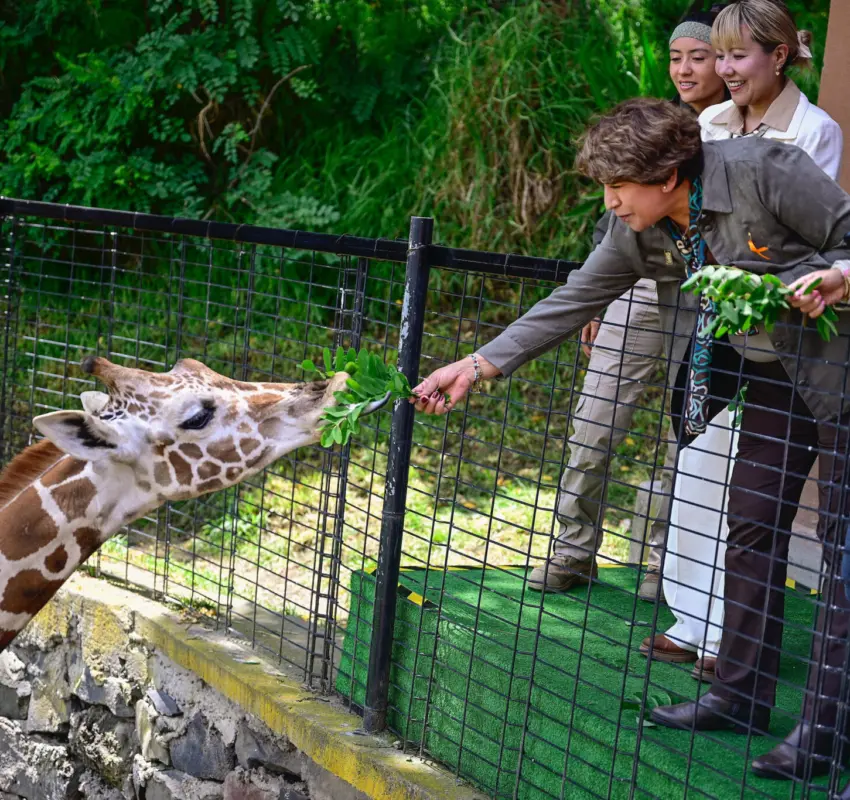 Presentaron a nueva jirafa Cosmo en zoológico de Zacango