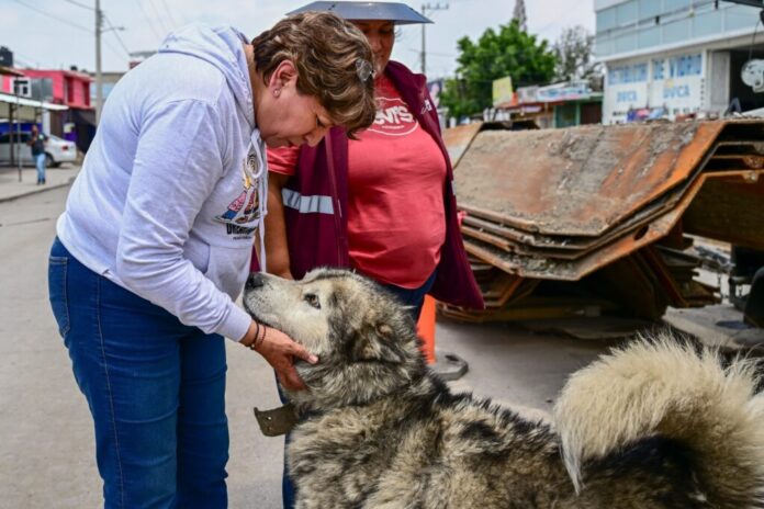Presenta Edomex estrategia para atender sobrepoblación de animales ...