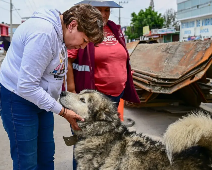 Presentaron estrategia para sobrepoblación de animales callejeros