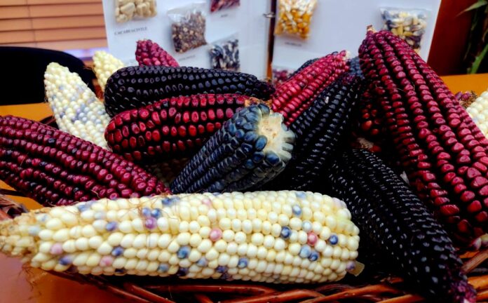 Diputados del Edomex aprueban ley de protección al maíz nativo ...