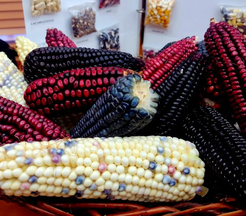 Promovieron protección del maíz nativo en Edomex