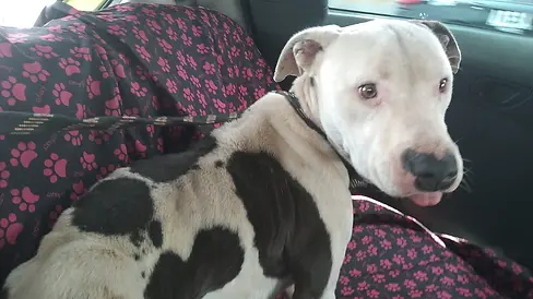 Rescataron Bomberos y Protección Civil de Ecatepec a perro pitbull maltratado