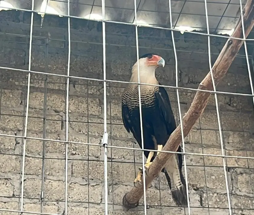 Rescataron aves y una especie en peligro de extinción en Atizapán de Zaragoza