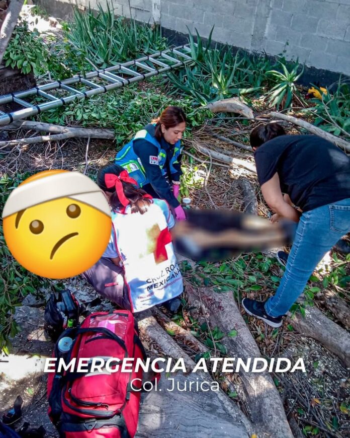 Adulto mayor resulta lesionado tras caer mientras podaba un árbol ...