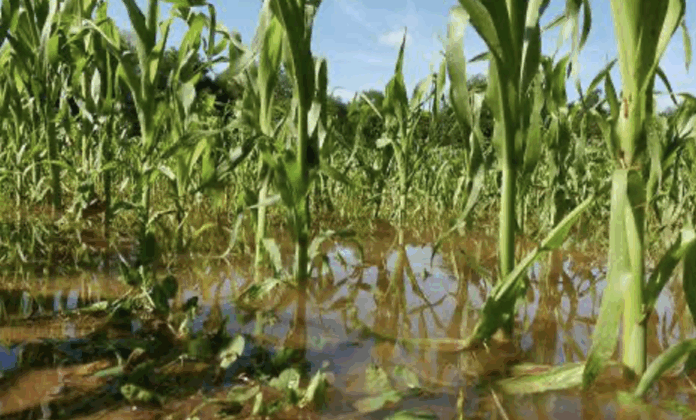 Lluvias ponen en riesgo 2 mil 500 hectáreas de cultivo en Querétaro