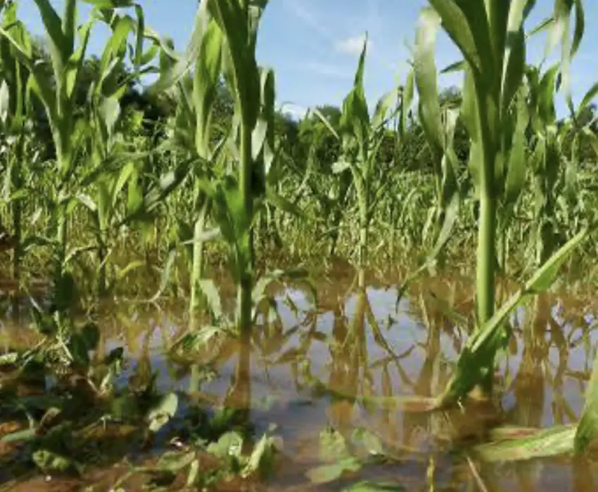 Afectadas por lluvias 2 mil 500 hectáreas de cultivo en el semidesierto queretano 