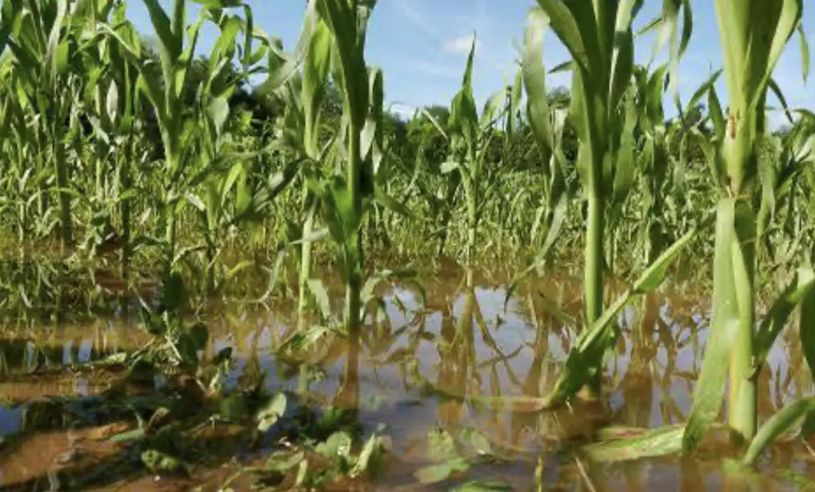 Lluvias ponen en riesgo 2 mil 500 hectáreas de cultivo en Querétaro