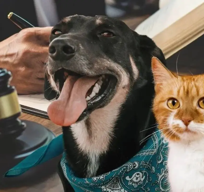 Animales con derechos: un cambio histórico