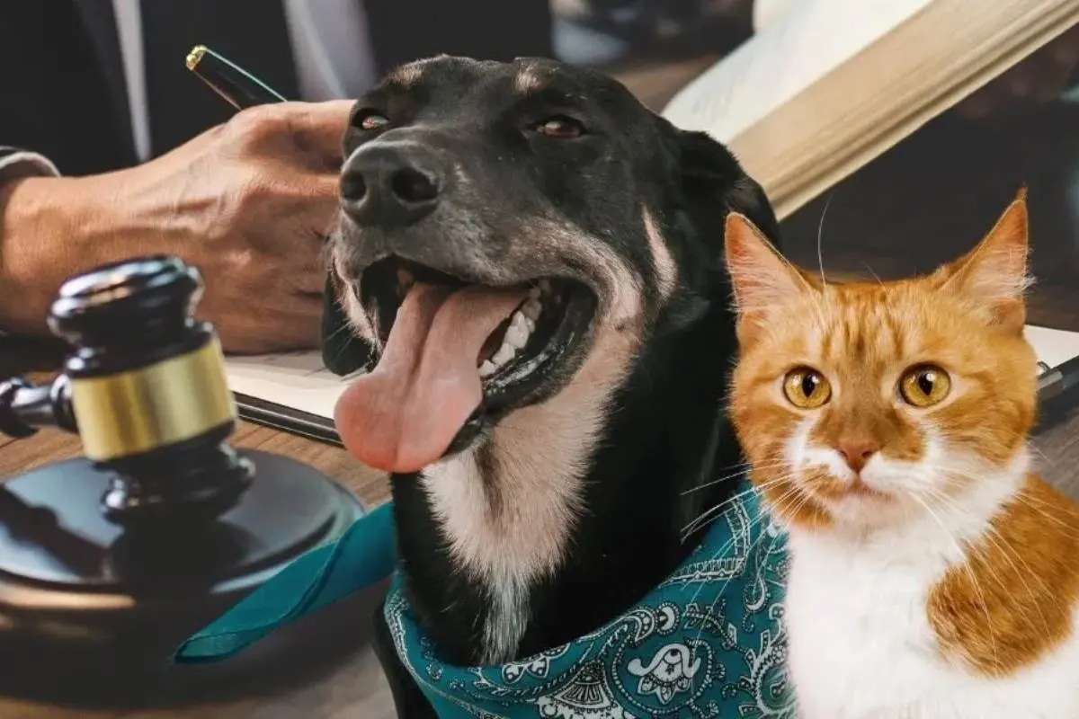 Animales con derechos un cambio histórico   INFOPODER