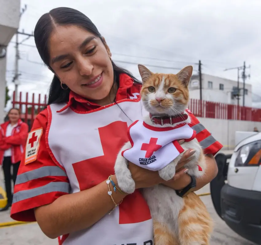 Conmemoró Cruz Roja Toluca el Día Internacional del Gato