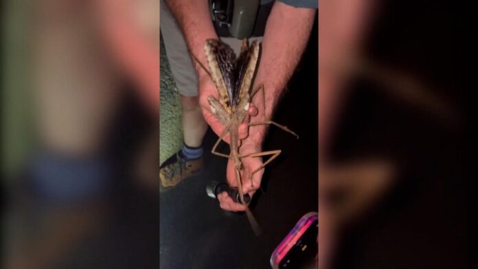 Descubren en Australia una especie de insecto palo gigante de 44 gramos de  peso