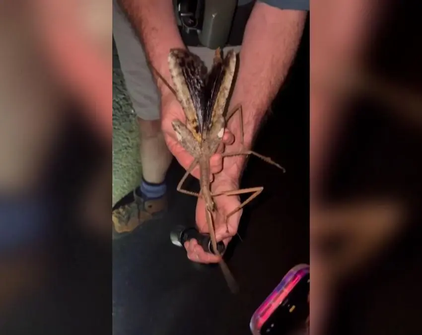 Descubren en Australia el insecto palo más pesado: adaptado a la altura y el frío