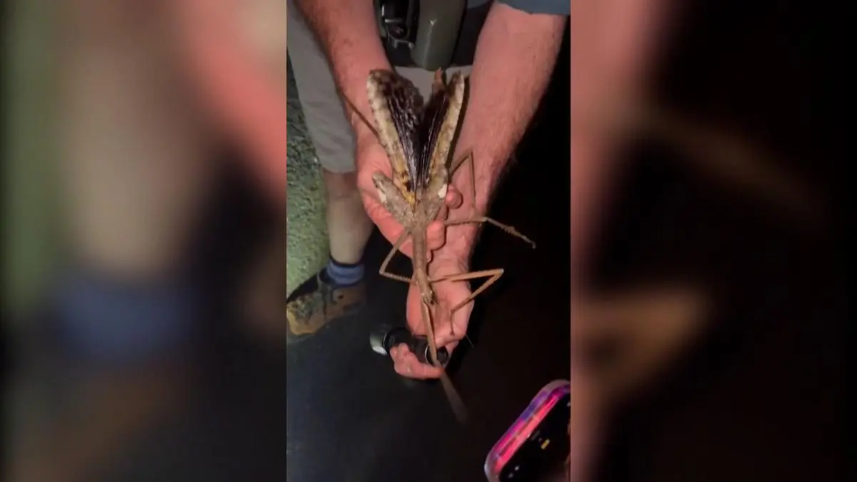 Descubren en Australia una especie de insecto palo gigante de 44 gramos de  peso