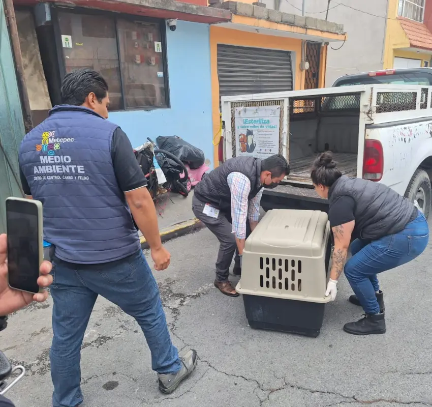 Rescataron perros maltratados en Metepec