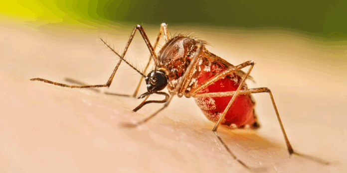 Despliega Salud jornadas preventivas contra el dengue en el Edomex
