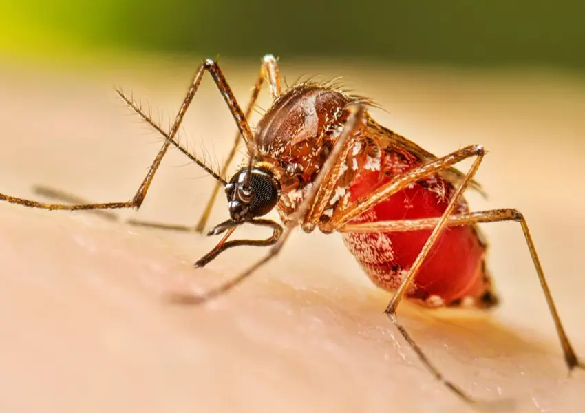 Jornadas contra dengue en Edoméx