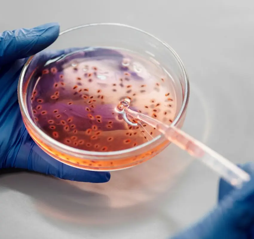 La amenaza creciente de la bacteria “come carne”