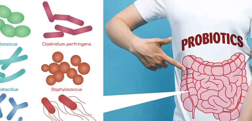 ¿Qué es la flora intestinal, por qué es tan importante y cómo mantenerla en perfecto estado?