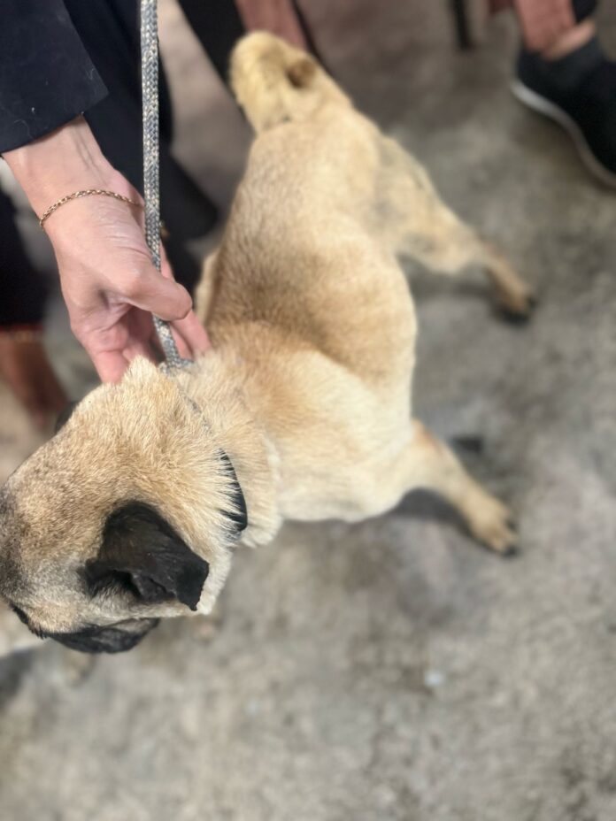 Rescataron perritos en Naucalpan y Metepec - Primero Editores
