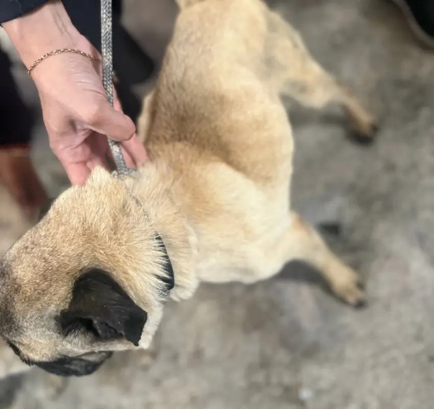 Rescataron perritos en Naucalpan y Metepec