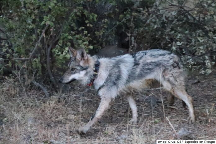Presenta México una nueva zona para la reintroducción del lobo ...