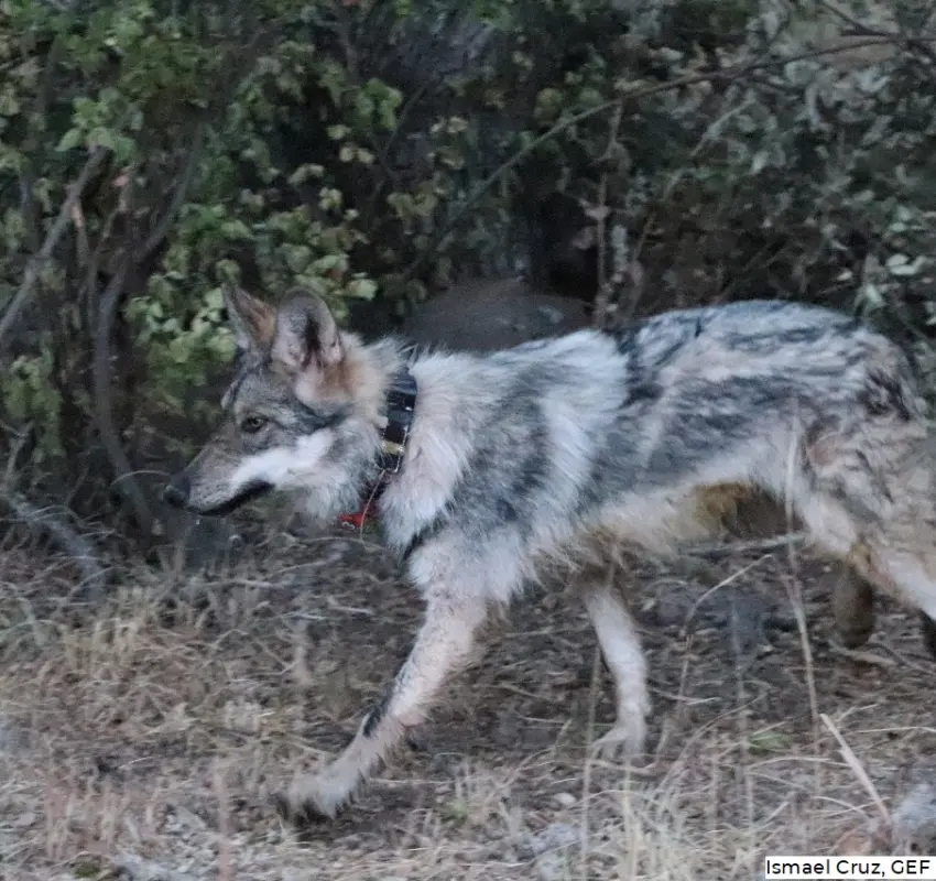 Semarnat presenta una nueva zona para la reintroducción del lobo mexicano