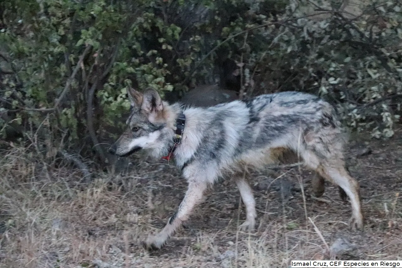 Presenta México una nueva zona para la reintroducción del lobo