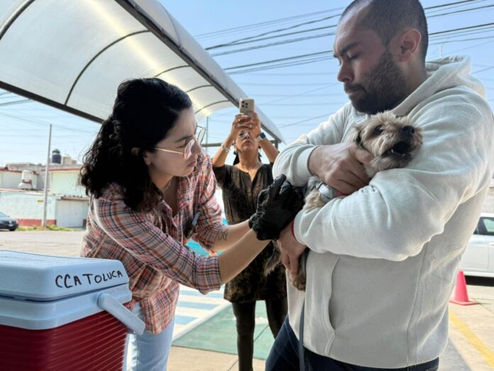 Celebra Toluca la esterilización número 10 mil de lomitos y michis ...