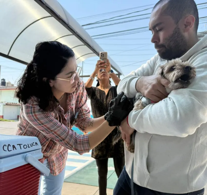 10 mil esterilizaciones de animales en Toluca