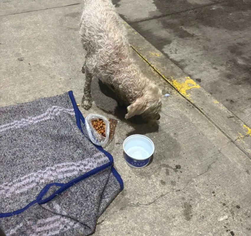 Sofocaron incendio de auto y rescataron a perrito en Ecatepec