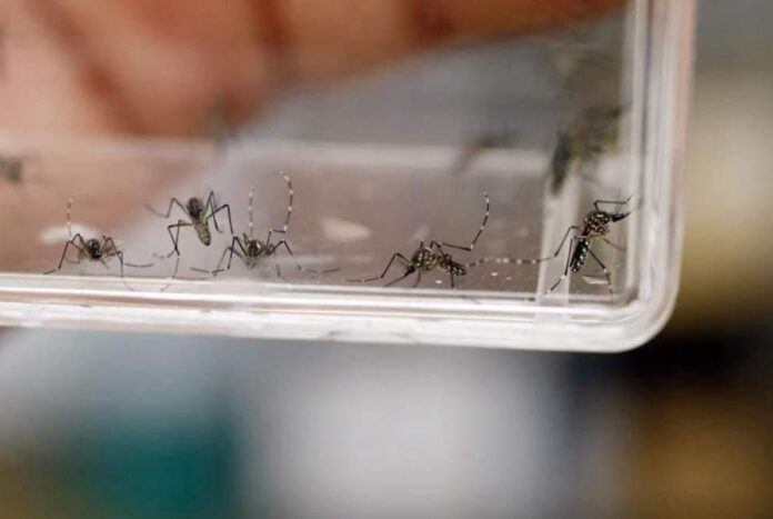 Logra Gobierno del EdoMéx disminución de 92% en casos de dengue ...