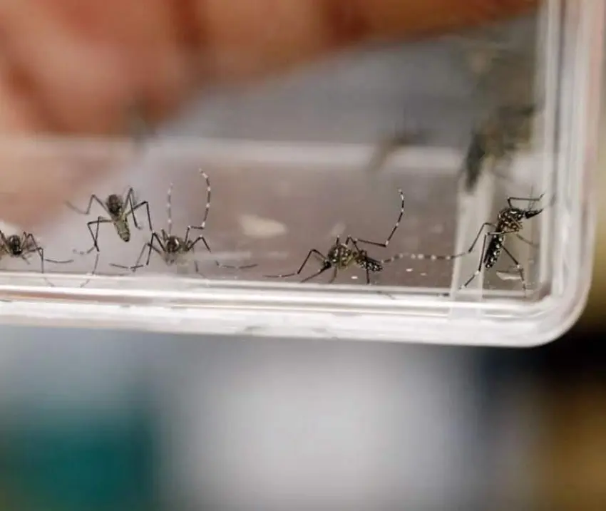Bajó dengue en 92% en Edomex