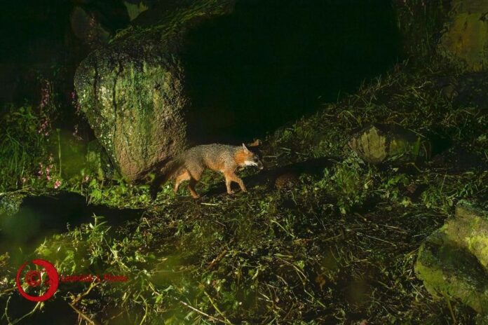 Confirmó UAEMex nacimiento de crías de cacomixtle en Toluca ...