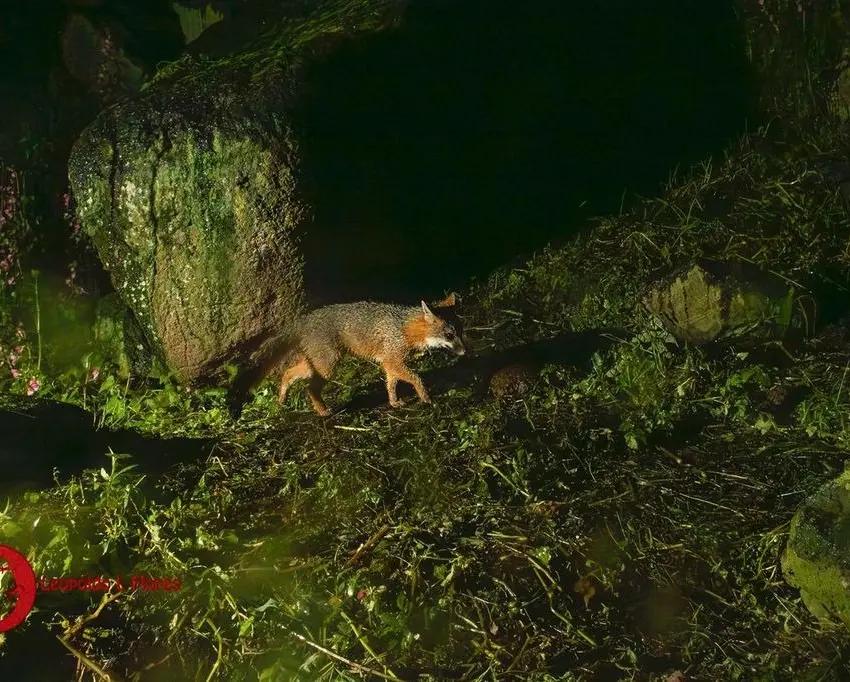Confirmó UAEMex nacimiento de crías de cacomixtle en Toluca