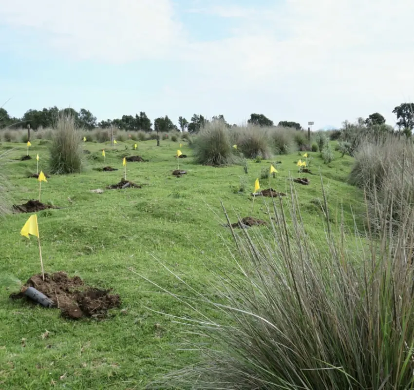 Plantaron 112 mil árboles en Toluca