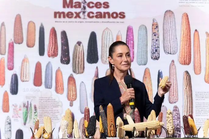 Anunció Sheinbaum programa Sin maíz no hay país