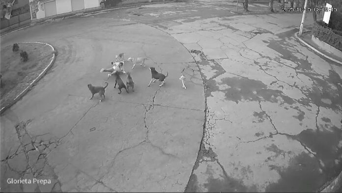 ¡Brutal ataque animal! Mujer es atacada por jauría de perros salvajes en  Ixtapaluca