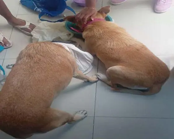 Rescataron a dos caninos víctimas de maltrato animal en Tlalnepantla