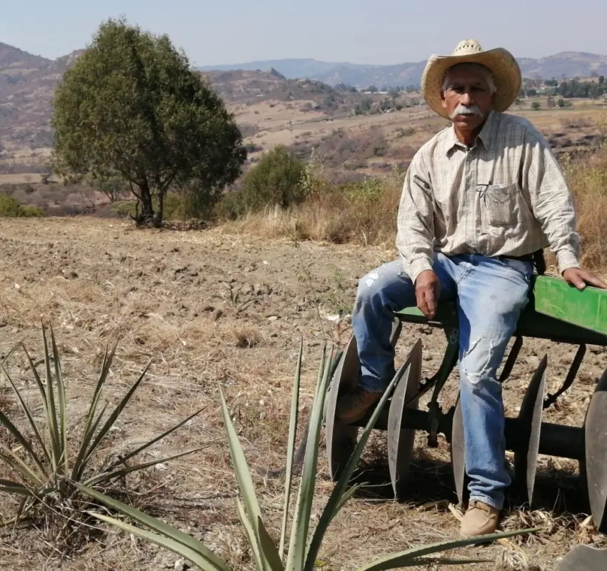 Impulsan 926 hectáreas de agave mezcalero en Edoméx